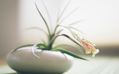 室内养殖的花卉植物够耐寒植物有哪些