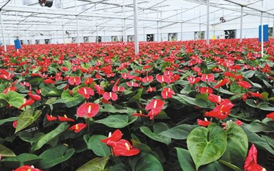 大棚花卉养护管理方法都有什么